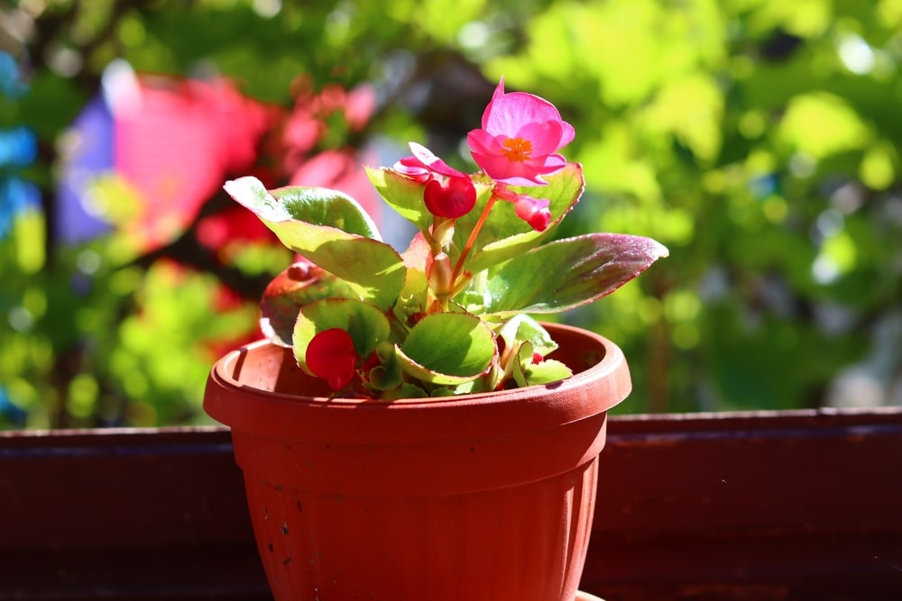 how-to-decorate-your-bathroom-with-plants